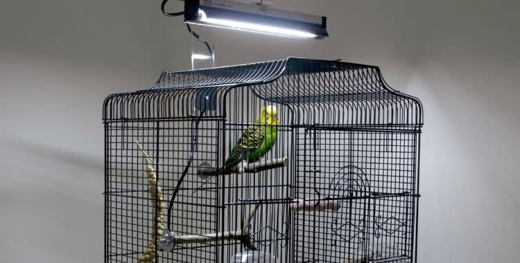UV lamp and ultraviolet LED lighting considerations for pets